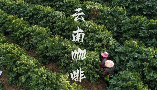 彩云之南的馥郁传奇开元棋牌云南咖啡：(图13)