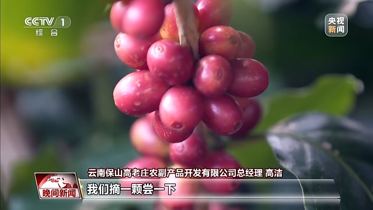 南小粒咖啡走出山乡 勇闯大世界开元棋牌试玩“咖”位满满！云(图4)