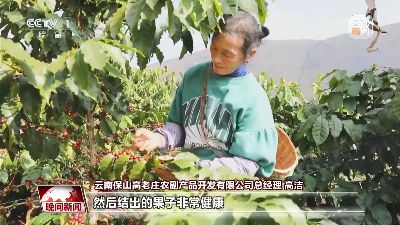 南小粒咖啡走出山乡 勇闯大世界开元棋牌试玩“咖”位满满！云(图7)